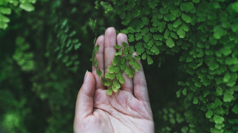 manos-con-hojas-verdes